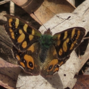 Argynnina cyrila at Cotter River, ACT - 23 Nov 2019