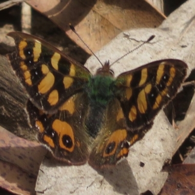 Argynnina cyrila (Forest Brown, Cyril's Brown) at Cotter River, ACT - 23 Nov 2019 by RobParnell
