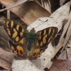 Argynnina cyrila at Cotter River, ACT - 23 Nov 2019