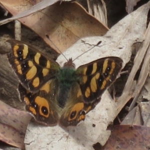 Argynnina cyrila at Cotter River, ACT - 23 Nov 2019