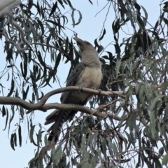 Scythrops novaehollandiae (Channel-billed Cuckoo) at Malua Bay, NSW - 28 Nov 2019 by nickhopkins