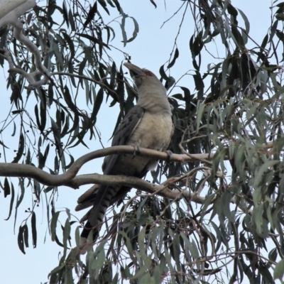 Scythrops novaehollandiae (Channel-billed Cuckoo) at Malua Bay, NSW - 29 Nov 2019 by nickhopkins