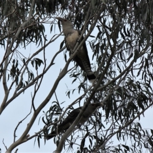Scythrops novaehollandiae at Malua Bay, NSW - 29 Nov 2019