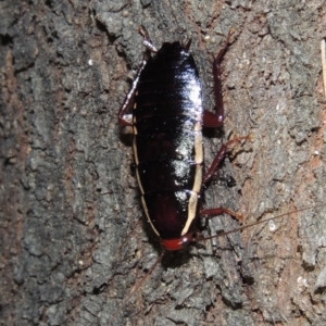 Drymaplaneta communis at Conder, ACT - 15 Nov 2019