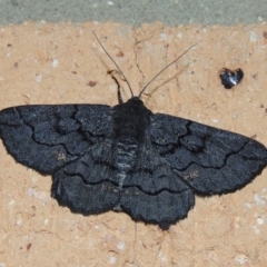 Melanodes anthracitaria (Black Geometrid) at Conder, ACT - 19 Nov 2019 by MichaelBedingfield