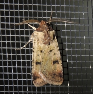 Agrotis porphyricollis at Conder, ACT - 25 Nov 2019 11:17 PM