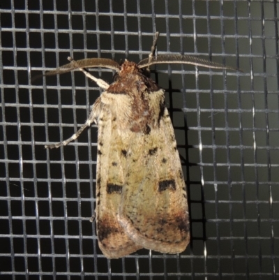 Agrotis porphyricollis (Variable Cutworm) at Conder, ACT - 25 Nov 2019 by MichaelBedingfield