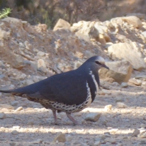 Leucosarcia melanoleuca at Cotter River, ACT - 28 Nov 2019 08:34 AM