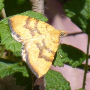 Chrysolarentia correlata at Cotter River, ACT - 28 Nov 2019 01:27 PM