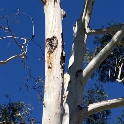 Callocephalon fimbriatum (Gang-gang Cockatoo) at Sullivans Creek, Acton - 26 Nov 2019 by jackieo