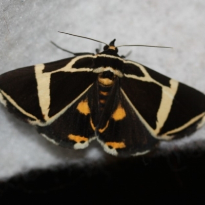 Fodina ostorius (Fodina ostorius) at Tathra, NSW - 27 Nov 2019 by Advance