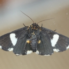 Fodina ostorius at Tathra Public School - 28 Nov 2019 08:53 AM