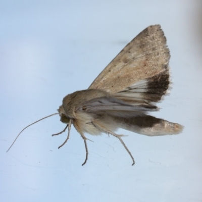 Helicoverpa punctigera (Native Budworm) at Tathra, NSW - 28 Nov 2019 by Kerry Vance