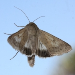 Helicoverpa punctigera at Tathra Public School - 28 Nov 2019 12:00 PM