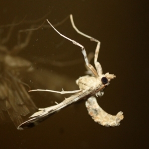 Sceliodes cordalis at Tathra Public School - 28 Nov 2019 04:09 AM