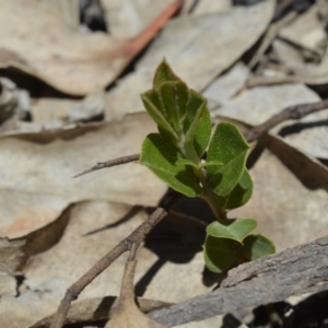 Coprosma hirtella at Shannons Flat, ACT - 28 Nov 2019