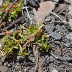 Unverified Other Wildflower or Herb at Shannons Flat, ACT - 28 Nov 2019 by BrianH