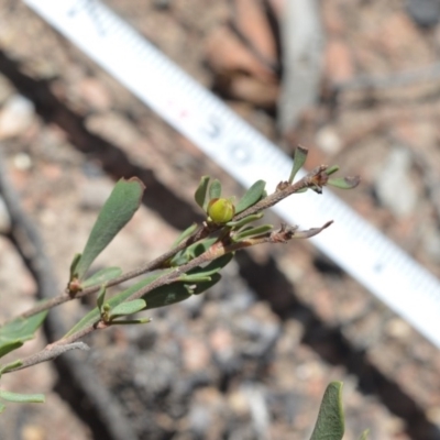 Hibbertia obtusifolia (Grey Guinea-flower) at Shannons Flat, ACT - 28 Nov 2019 by BrianH
