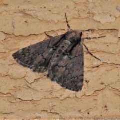 Rhuma argyraspis (Webbed Grey) at Wanniassa, ACT - 28 Nov 2019 by JohnBundock