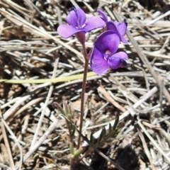 Swainsona sp. at Namadgi National Park - 27 Nov 2019 by JohnBundock