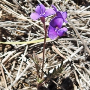 Swainsona sp. at Mount Clear, ACT - 27 Nov 2019