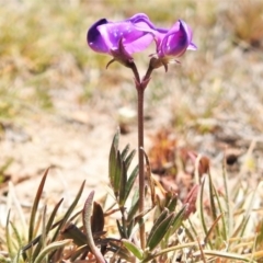 Swainsona sp. at Mount Clear, ACT - 27 Nov 2019