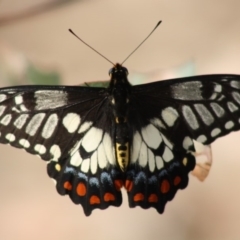 Papilio anactus (Dainty Swallowtail) at Red Hill, ACT - 28 Nov 2019 by LisaH