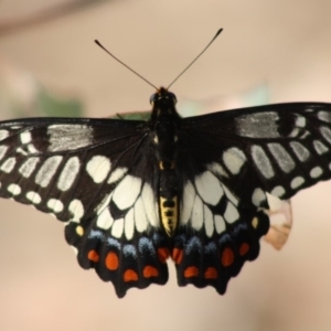 Papilio anactus at Red Hill, ACT - 29 Nov 2019 10:30 AM