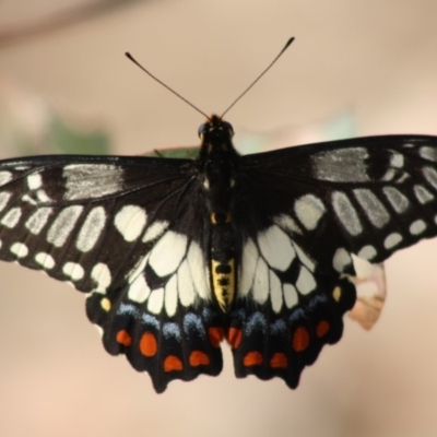 Papilio anactus (Dainty Swallowtail) at Red Hill Nature Reserve - 29 Nov 2019 by LisaH