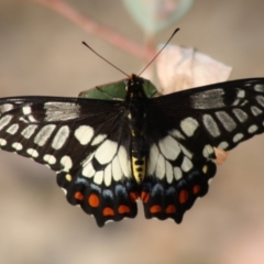 Papilio anactus at Red Hill, ACT - 29 Nov 2019 10:30 AM