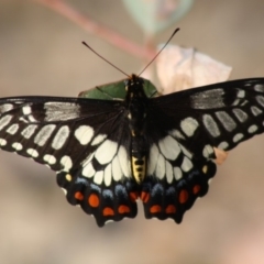 Papilio anactus at Red Hill, ACT - 29 Nov 2019