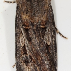 Agrotis munda (Brown Cutworm) at Kambah, ACT - 29 Nov 2019 by Marthijn