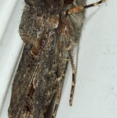 Agrotis munda at Kambah, ACT - 29 Nov 2019 10:15 AM