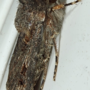 Agrotis munda at Kambah, ACT - 29 Nov 2019 10:15 AM