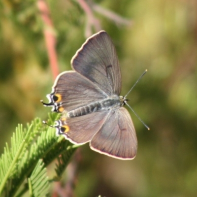 Jalmenus ictinus (Stencilled Hairstreak) at Red Hill Nature Reserve - 29 Nov 2019 by LisaH