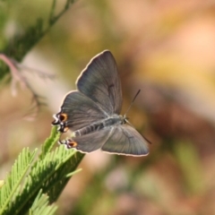 Jalmenus ictinus at Deakin, ACT - 29 Nov 2019 09:05 AM