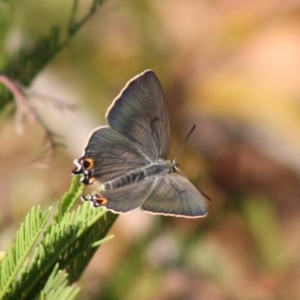 Jalmenus ictinus at Deakin, ACT - 29 Nov 2019 09:05 AM