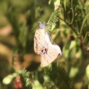 Jalmenus ictinus at Deakin, ACT - 29 Nov 2019 09:05 AM