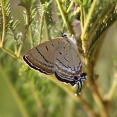 Jalmenus ictinus at Deakin, ACT - 29 Nov 2019