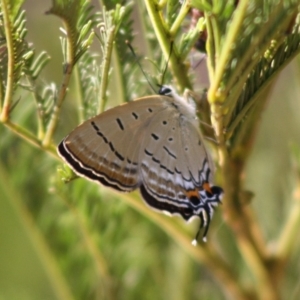 Jalmenus ictinus at Deakin, ACT - 29 Nov 2019