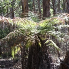 Dicksonia antarctica (Soft Treefern) at Mongarlowe, NSW - 18 Nov 2019 by LisaH