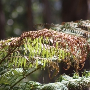 Dicksonia antarctica at Mongarlowe, NSW - suppressed