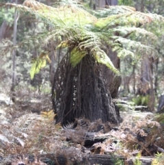 Dicksonia antarctica at Mongarlowe, NSW - 18 Nov 2019