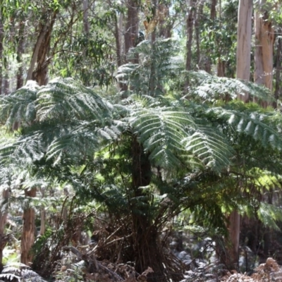 Cyathea australis subsp. australis (Rough Tree Fern) at Mongarlowe, NSW - 18 Nov 2019 by LisaH