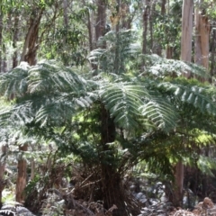 Cyathea australis subsp. australis (Rough Tree Fern) at Mongarlowe, NSW - 18 Nov 2019 by LisaH