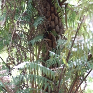 Cyathea australis subsp. australis at Mongarlowe, NSW - 18 Nov 2019