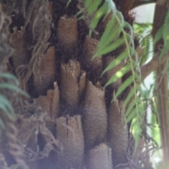 Cyathea australis subsp. australis at Mongarlowe, NSW - 18 Nov 2019