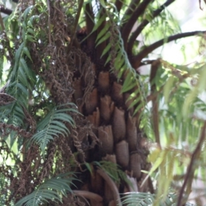 Cyathea australis subsp. australis at Mongarlowe, NSW - 18 Nov 2019