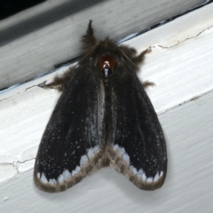 Euproctis marginalis (Euproctis marginalis) at Ainslie, ACT - 28 Nov 2019 by jbromilow50