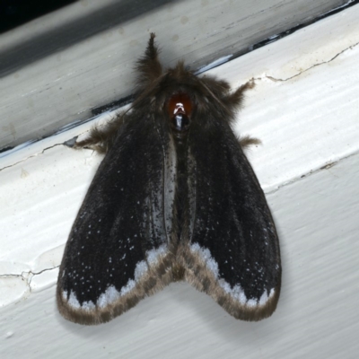 Euproctis marginalis (Margined Browntail Moth) at Ainslie, ACT - 28 Nov 2019 by jbromilow50